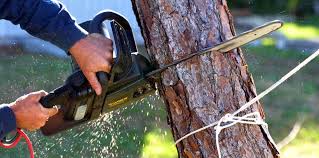 Best Tree Health Inspection  in Rothsville, PA